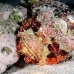 scorpionfish_tasseled_man_h_0003_egy0845.jpg